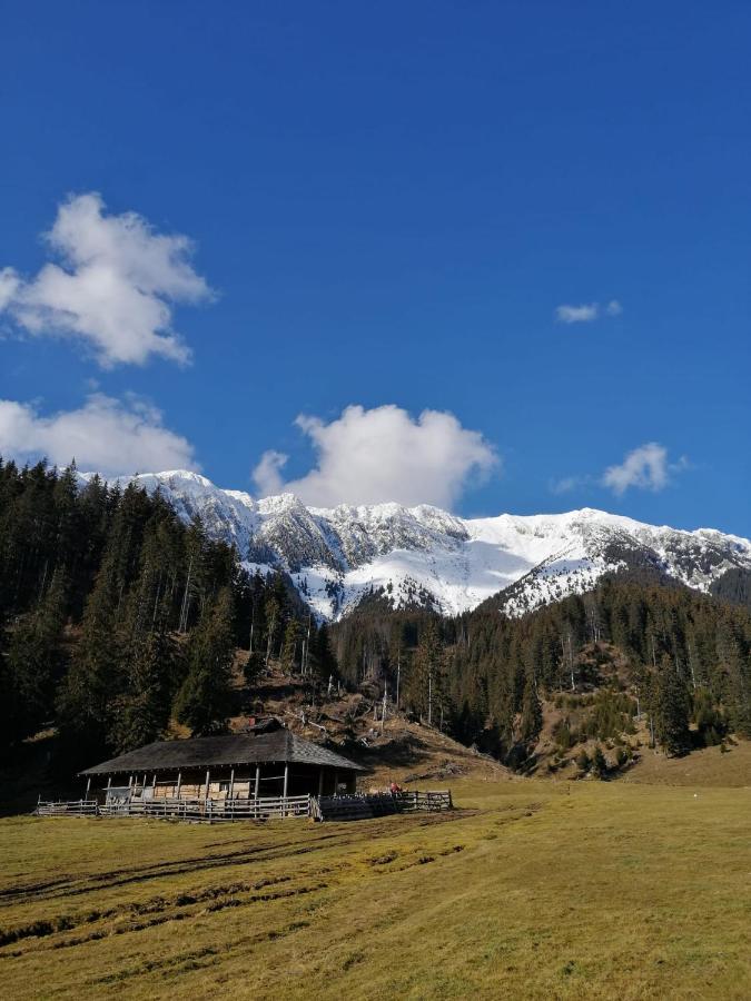 Pensiunea Crai Nou Şirnea Exterior foto
